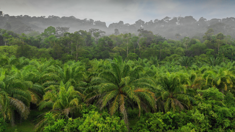 Aerial view of a rainforest